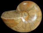 Polished Nautilus Fossil - Madagascar #67923-1